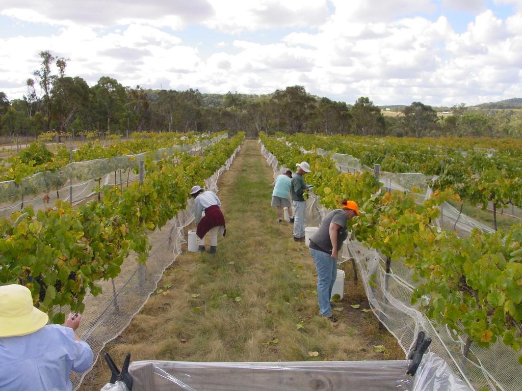 Fergies Hill Spa Cottage @ Granite Ridge Wines Ballandean エクステリア 写真